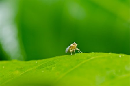 Aphid insect in green nature or in the garden Stock Photo - Budget Royalty-Free & Subscription, Code: 400-05747180