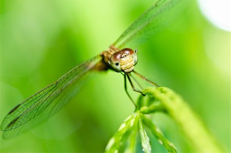 simsearch:400-08195310,k - dragonfly in garden or in green nature Foto de stock - Super Valor sin royalties y Suscripción, Código: 400-05747182