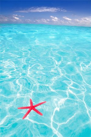 exotic underwater - Starfish as summer vacation symbol in tropical beach with turquoise water Stock Photo - Budget Royalty-Free & Subscription, Code: 400-05747329