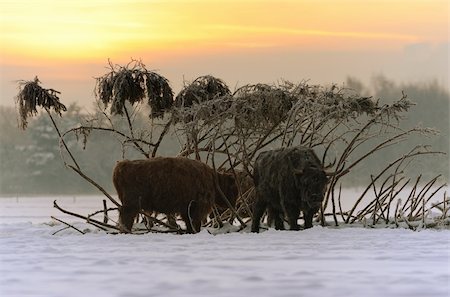 Highland Cattle on a winter morning Stock Photo - Budget Royalty-Free & Subscription, Code: 400-05747835