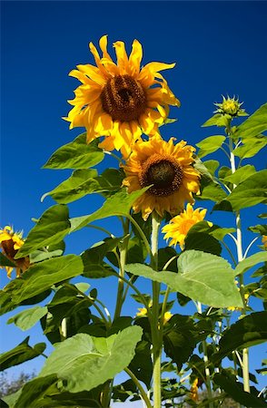 Close-up of sunflower against a blue sky background Photographie de stock - Aubaine LD & Abonnement, Code: 400-05747954