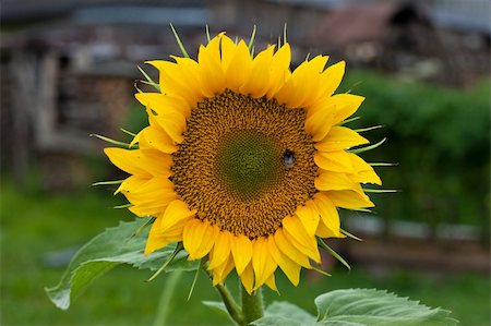 Sunflower during summer Photographie de stock - Aubaine LD & Abonnement, Code: 400-05747953