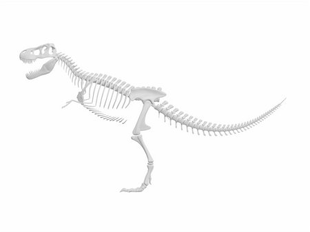 petrified (fossilized) - white tyrannosaurus Dinosaur skeleton isolated on white background Stock Photo - Budget Royalty-Free & Subscription, Code: 400-05748525