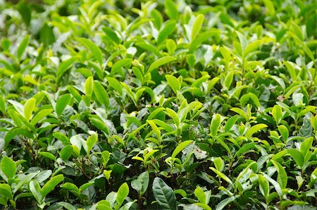 simsearch:400-07480530,k - A japanese green tea plant with fresh leaves Stock Photo - Budget Royalty-Free & Subscription, Code: 400-05748572