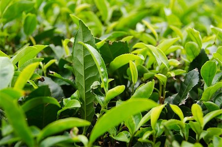 simsearch:400-07480530,k - Detail of a japanese green tea plant with fresh leaves Stock Photo - Budget Royalty-Free & Subscription, Code: 400-05748573