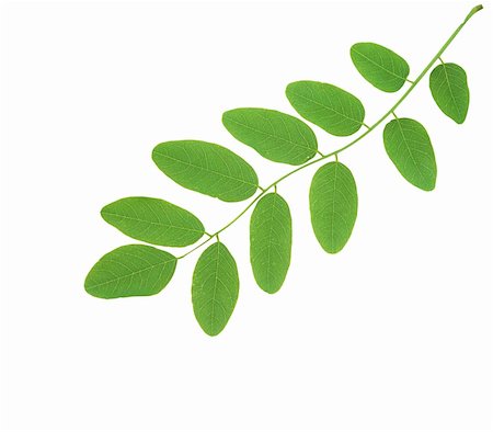 simsearch:400-04524191,k - linden green leaves isolated on white background Stock Photo - Budget Royalty-Free & Subscription, Code: 400-05748654
