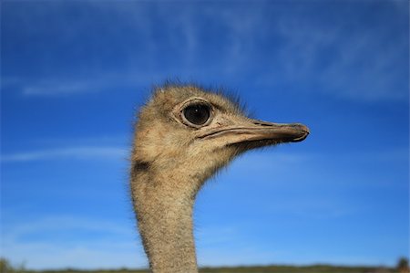 Ostrich in the Klein Karoo Stock Photo - Budget Royalty-Free & Subscription, Code: 400-05748718