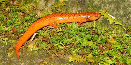 salamandra - A Red Salamander (Pseudotriton ruber) in the southern United States. Fotografie stock - Microstock e Abbonamento, Codice: 400-05748856