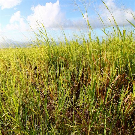 sugar cane - Dense sugar cane fields on the Caribbean island of Saint Kitts Stock Photo - Budget Royalty-Free & Subscription, Code: 400-05748858