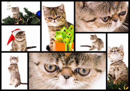 simsearch:400-07299816,k - a set  of pictures of funny little kittens Fotografie stock - Microstock e Abbonamento, Codice: 400-05748916