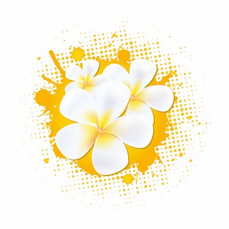 subtropical - Flower Background With Frangipani, Vector Illustration Stock Photo - Budget Royalty-Free & Subscription, Code: 400-05749194
