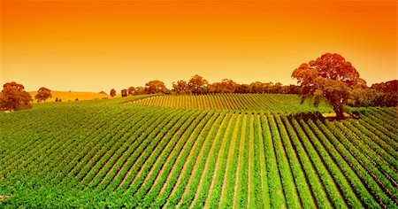 Sunrise over vineyard in the Adelaide Hills Stock Photo - Budget Royalty-Free & Subscription, Code: 400-05749315