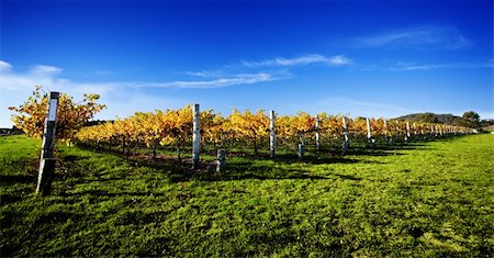 Late afternoon vineyard in South Australia Photographie de stock - Aubaine LD & Abonnement, Code: 400-05749330