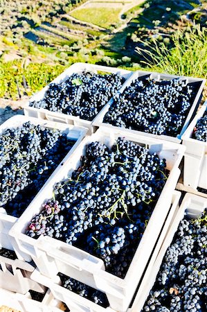 wine harvest, Douro Valley, Portugal Foto de stock - Royalty-Free Super Valor e Assinatura, Número: 400-05749856