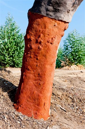 cork oak, Alentejo, Portugal Stock Photo - Budget Royalty-Free & Subscription, Code: 400-05749876