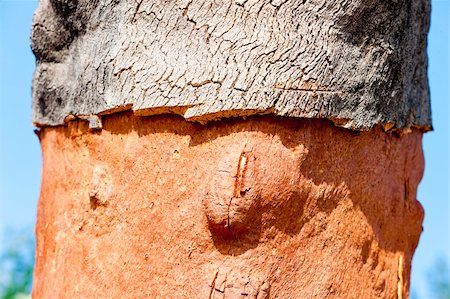 close up of cork oak, Alentejo, Portugal Stock Photo - Budget Royalty-Free & Subscription, Code: 400-05749877