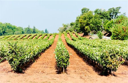 simsearch:400-07095252,k - vineyars in Alentejo, Portugal Fotografie stock - Microstock e Abbonamento, Codice: 400-05749882