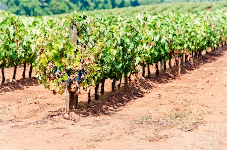 simsearch:400-07095252,k - vineyars in Alentejo, Portugal Fotografie stock - Microstock e Abbonamento, Codice: 400-05749883