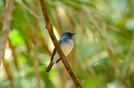 beautiful male hainan blue flycatcher Photographie de stock - Aubaine LD & Abonnement, Code: 400-05740377