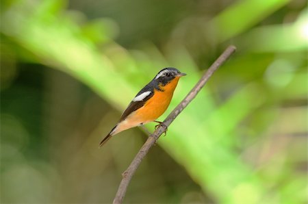 beautiful male mugimaki flycatcher (Ficedula mugimaki) Foto de stock - Super Valor sin royalties y Suscripción, Código: 400-05740384