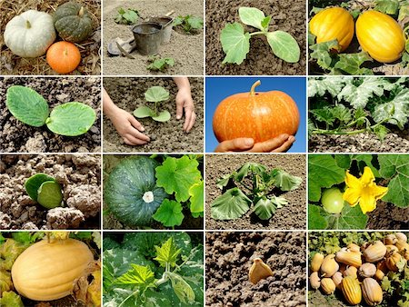 simsearch:400-08979243,k - pumpkin from seed to fruit Foto de stock - Super Valor sin royalties y Suscripción, Código: 400-05740404