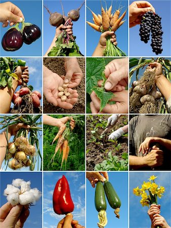 potatoes garden - farmer hands with fruits seeds and tools Stock Photo - Budget Royalty-Free & Subscription, Code: 400-05740401