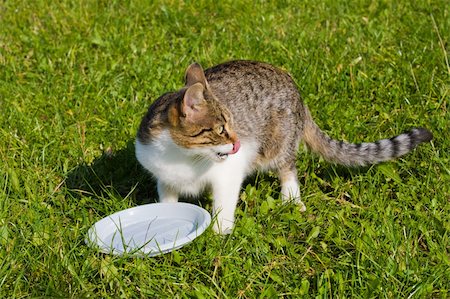 animal series: little cat are eating on green grass Stock Photo - Budget Royalty-Free & Subscription, Code: 400-05740493