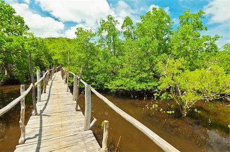 Wooden bridge among the mangroves. Bohol. Philippines Stock Photo - Budget Royalty-Free & Subscription, Code: 400-05741372