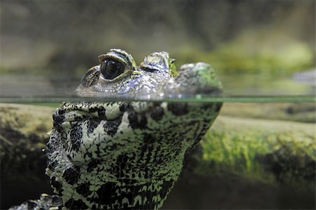 young caiman watching in the water, focus on the eyes Photographie de stock - Aubaine LD & Abonnement, Code: 400-05741631