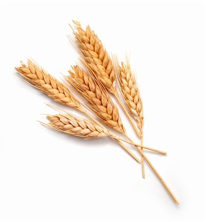 Wheat ears isolated on white background Foto de stock - Royalty-Free Super Valor e Assinatura, Número: 400-05741676