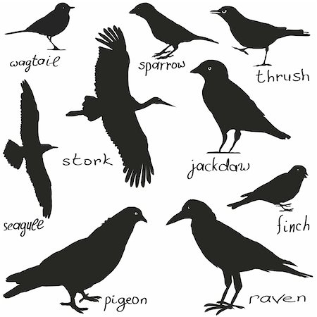 finch - A set of silhouettes of different birds in black Stock Photo - Budget Royalty-Free & Subscription, Code: 400-05742176