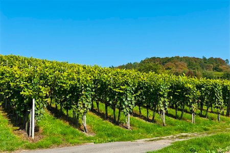 On of the many vineyards in Switzerland Stock Photo - Budget Royalty-Free & Subscription, Code: 400-05742231