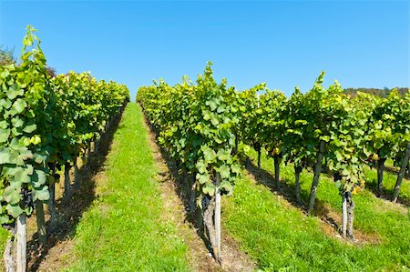 On of the many vineyards in Switzerland Stock Photo - Budget Royalty-Free & Subscription, Code: 400-05742232