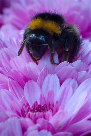 Bumblebee working on pink flower Stock Photo - Budget Royalty-Free & Subscription, Code: 400-05742399