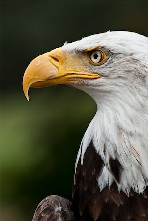 simsearch:400-07210187,k - Bald Eagle Posing staring at prey Foto de stock - Royalty-Free Super Valor e Assinatura, Número: 400-05742393