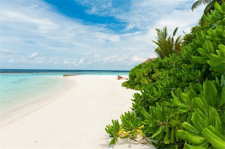 simsearch:400-05211125,k - Beautiful tropical paradise in Maldives with palms hanging over the white and turquoise sea Foto de stock - Super Valor sin royalties y Suscripción, Código: 400-05742445