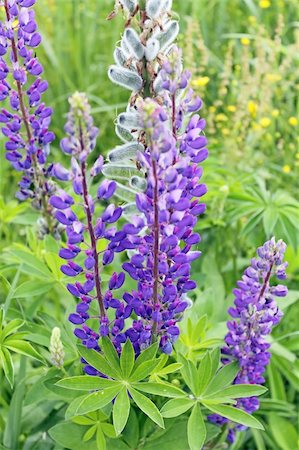 Lupine seasonal flowering. Stock Photo - Budget Royalty-Free & Subscription, Code: 400-05742442