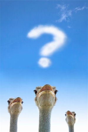 question concepts - question and thinking  concept. ostrich watching question mark Stock Photo - Budget Royalty-Free & Subscription, Code: 400-05743123