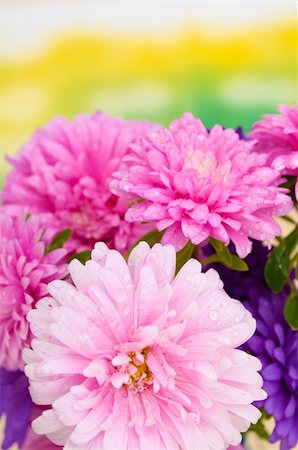 simsearch:400-04861419,k - Pink and Violet Dahlia Flowers on Green Background Foto de stock - Super Valor sin royalties y Suscripción, Código: 400-05743401
