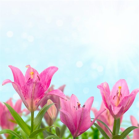 simsearch:400-07510882,k - Beautiful meadow with pink lilies in sunny summer day. Stockbilder - Microstock & Abonnement, Bildnummer: 400-05743433