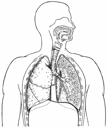 simsearch:400-04188725,k - Human respiratory system on white background Stock Photo - Budget Royalty-Free & Subscription, Code: 400-05743498