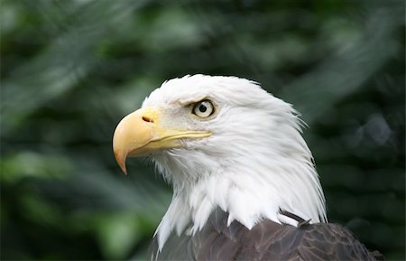 simsearch:400-05294488,k - Portrait of a bald eagle on a background of green Hanover Zoo Foto de stock - Super Valor sin royalties y Suscripción, Código: 400-05743534
