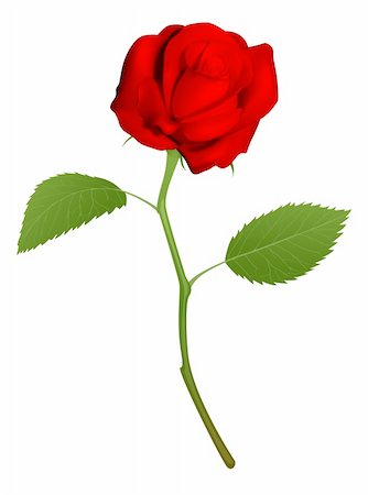 drawing of roses - An illustration of a beautiful red rose Stock Photo - Budget Royalty-Free & Subscription, Code: 400-05743560