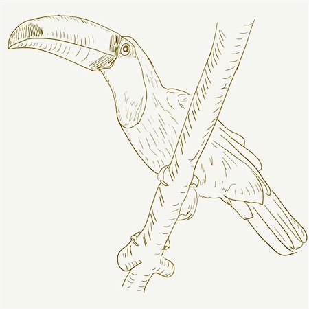 simsearch:400-04524943,k - Toucan bird sitting on a tree branch. Photographie de stock - Aubaine LD & Abonnement, Code: 400-05743584