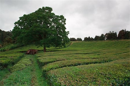 simsearch:400-06918860,k - Tea fields of Gorreana in azores island of S. Miguel, Portugal Stock Photo - Budget Royalty-Free & Subscription, Code: 400-05743612