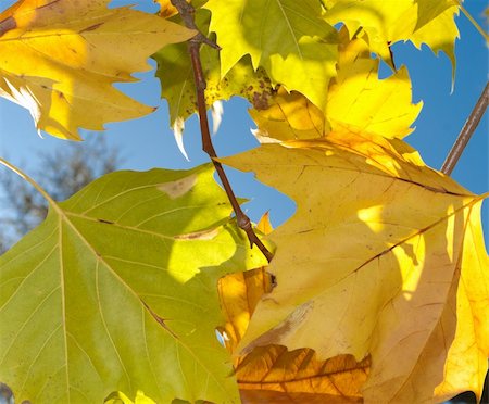 simsearch:400-08695865,k - colorful maple leafs still hanging on a branch Stockbilder - Microstock & Abonnement, Bildnummer: 400-05743797