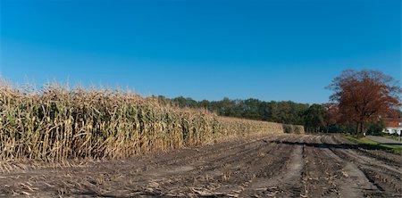 simsearch:400-05160292,k - partly harvested maize field under a clear blue sky Stock Photo - Budget Royalty-Free & Subscription, Code: 400-05743804