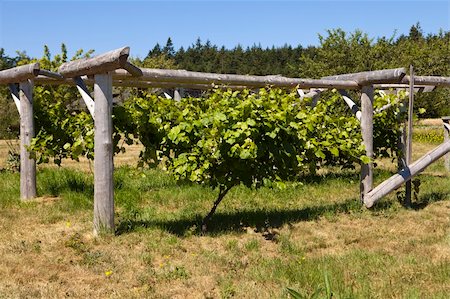 A grapevine growing healthily is centered in the middle of a wood trellis on an organic farm in Washington State. Fotografie stock - Microstock e Abbonamento, Codice: 400-05743853