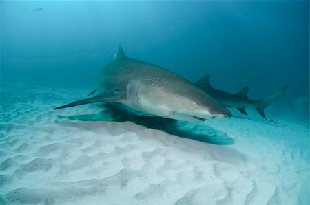 fiona_ayerst (artist) - The view of lemon sharks swimming along the sea bed, Bahamas Photographie de stock - Aubaine LD & Abonnement, Code: 400-05754047