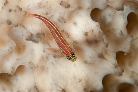 A close up on a many-host goby, Bangka, Indonesia Stock Photo - Budget Royalty-Free & Subscription, Code: 400-05754049
